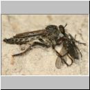 Tolmerus sp - Raubfliege m04a.jpg